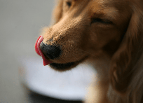 犬や猫に安心で美味しいものを食べさせたい