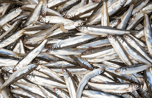 浜名湖産アユゴ(冷凍)