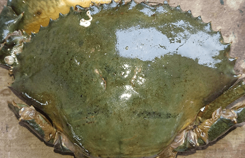 どうまん蟹傷物(生冷凍)浜名湖産（メス）