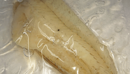 犬猫用ペットフード